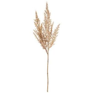Dried Lagurus Grass